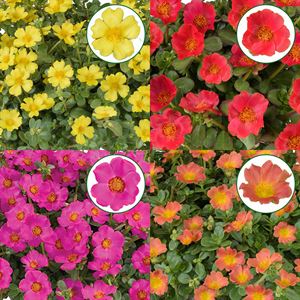 Afbeelding van Portulaca P12 Divers
